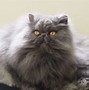 Image result for Cats with Pushed in Noses