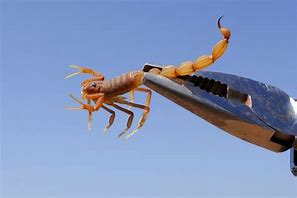 Image result for Scorpion Traps