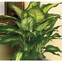 Image result for Lowe's Floor Plants
