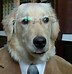 Image result for Lawyer Dog