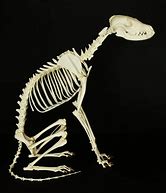 Image result for Fox Bone Anatomy