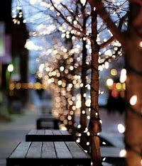 Image result for free photos of clear twinkling lights on trees