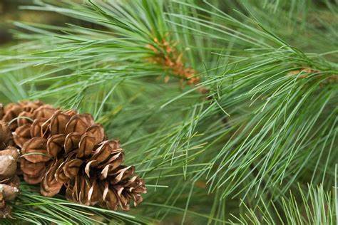 How to Grow and Care for Eastern White Pine