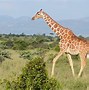 Image result for Wild Giraffe