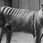 Image result for Tasmanian tiger cupboard