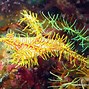 Image result for Palawan Diving