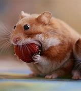 Image result for Very Funny Hamsters