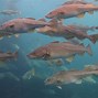 Image result for Atlantic Cod Overfishing