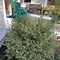 Image result for Variegated Boxwood - 2 Container