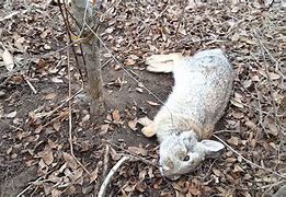 Image result for rabbits snares