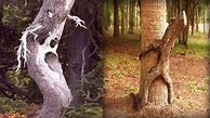 Image result for Shaped Trees