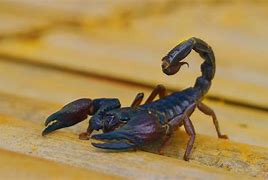Image result for Scorpions Paramilitary