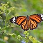 Image result for Facts About Monarch Butterflies