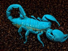 Image result for Blue Scorpion Animal