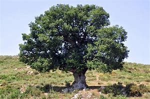 Image result for Leanin Tree Catalog