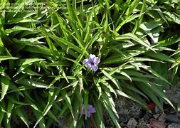 Image result for Low Mounding Perennials