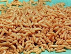 Image result for Maggots in Wounds