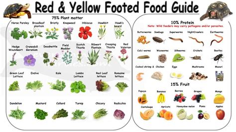 Red Foot Tortoise Food Guide   Tortoise food, Tortoise care, Red footed  