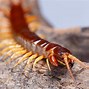 Image result for Centipede Looking Bug
