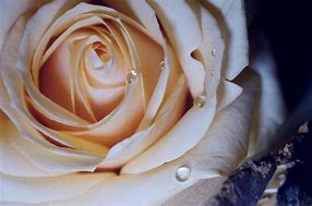 Image result for Frigidaire Rose