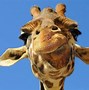 Image result for Giraffe Humor