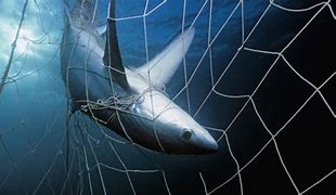 Image result for Shark Nets