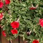 Image result for Petunia