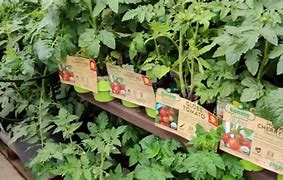 Image result for Lowe's Fruit Trees