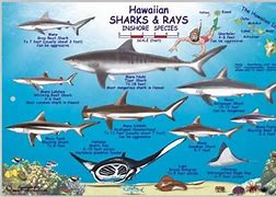 Image result for All Types of Shark Species