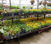 Image result for Lowe's Garden Center Climbing Plants