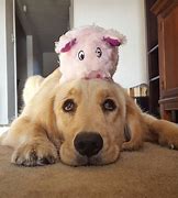 Image result for Helper Dog Harlow Instagram
