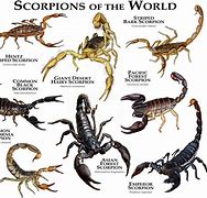 Image result for Scorpions Insect Types