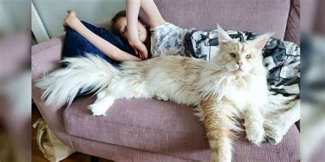 World's Biggest Kitty Cats