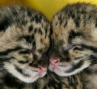 Image result for Cute Clouded Leopard