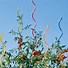Image result for Spiral Tomato Stakes Extra Long