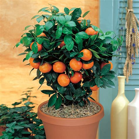 Valencia Orange   Citrus Trees   Stark Bro's