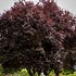Image result for purple plums trees