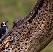 Image result for Acorn Woodpecker Chicks