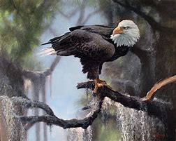 Image result for Eagle Paintings On Canvas