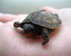 Image result for Baby Turtle
