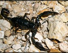 Image result for Scorpions Native to Texas