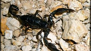 Image result for Texas Scorpions Identification