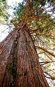 Image result for Cedar Wood Tree