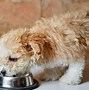 Image result for Maltipoo Toy Poodle Mix