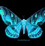 Image result for Free Live Butterfly Screensaver