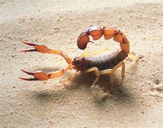 Image result for Scorpion Images HD