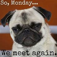Image result for Monday Puppy Meme