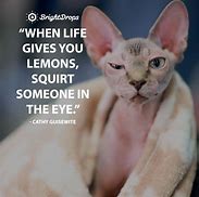 Image result for Funny Lif Sayings