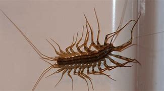 Image result for House Bugs