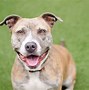Image result for Chien Pit Bull